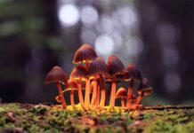 Psilocybin's Multifaceted Potential in Mental Health