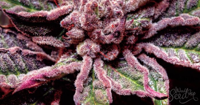 cannabis purple strains