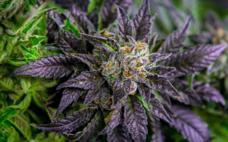 What’s the Deal with Purple Cannabis Strains? - News Reporter
