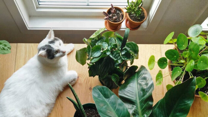 Pet and Plant Care