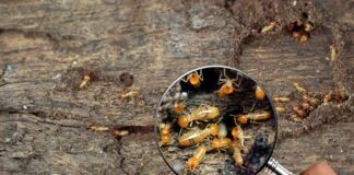 The Importance of Routine Pest Inspections