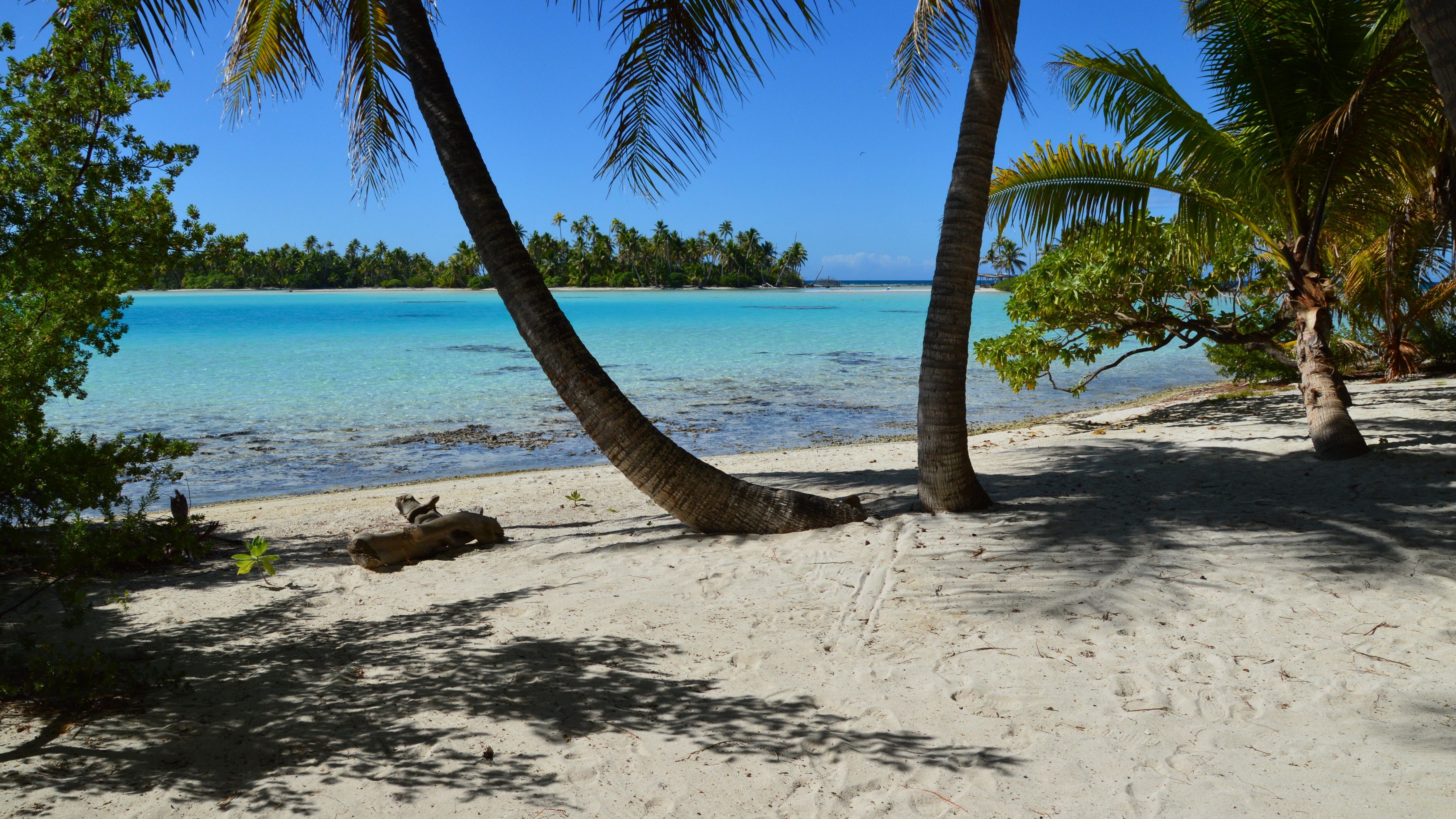 Idyllic tropical beach with coconut palms and turquoise water for a fall tropical cruise escape